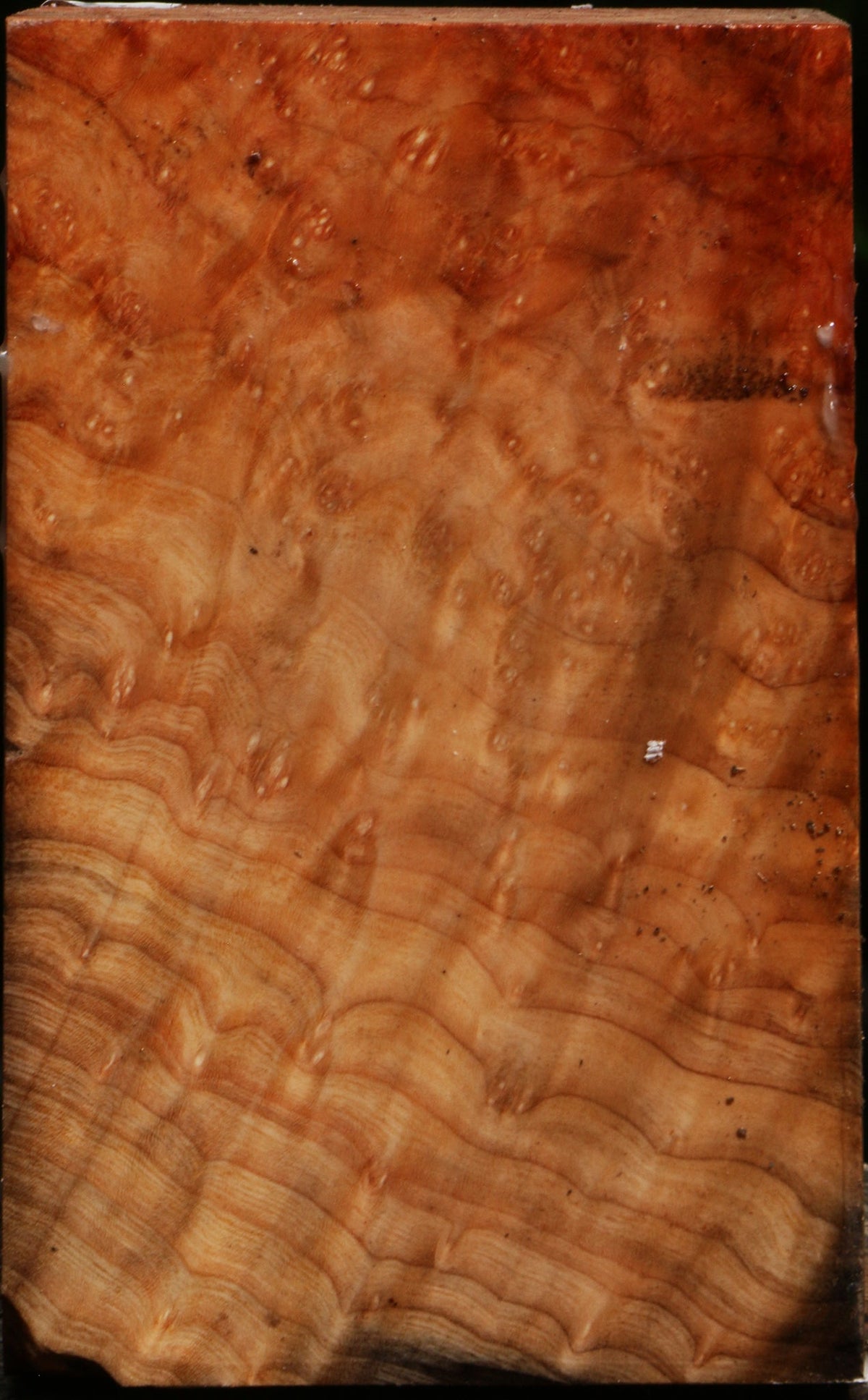 Madrone Burl Bowl Blank
