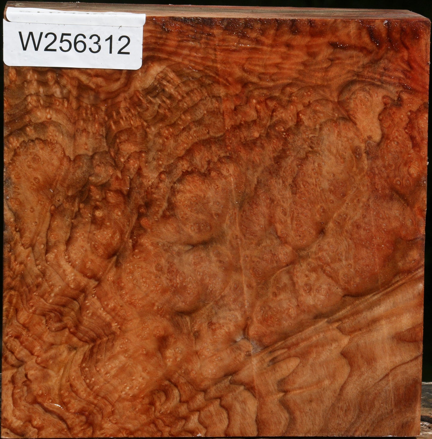 Madrone Burl Bowl Blank