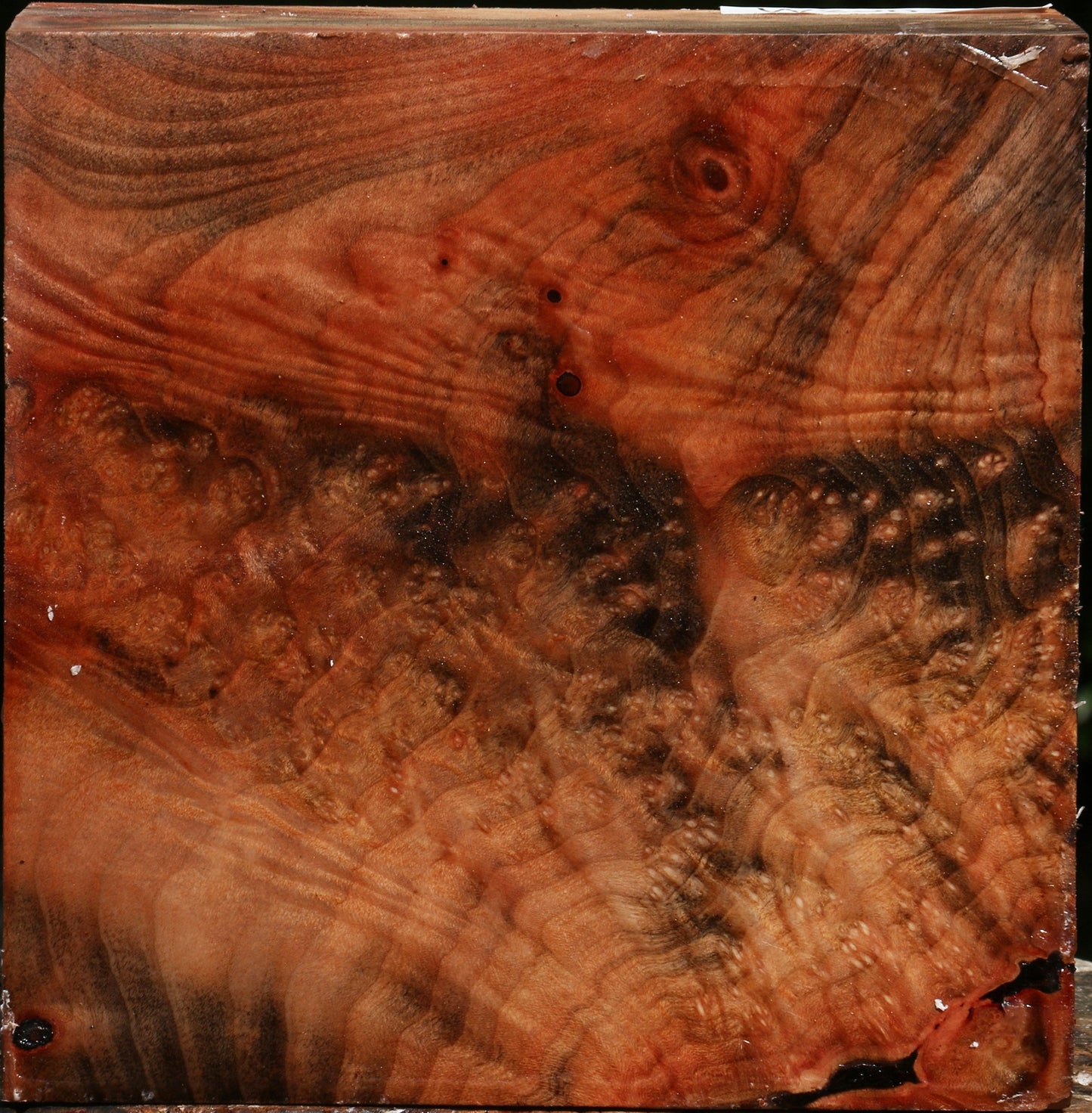 Madrone Burl Bowl Blank