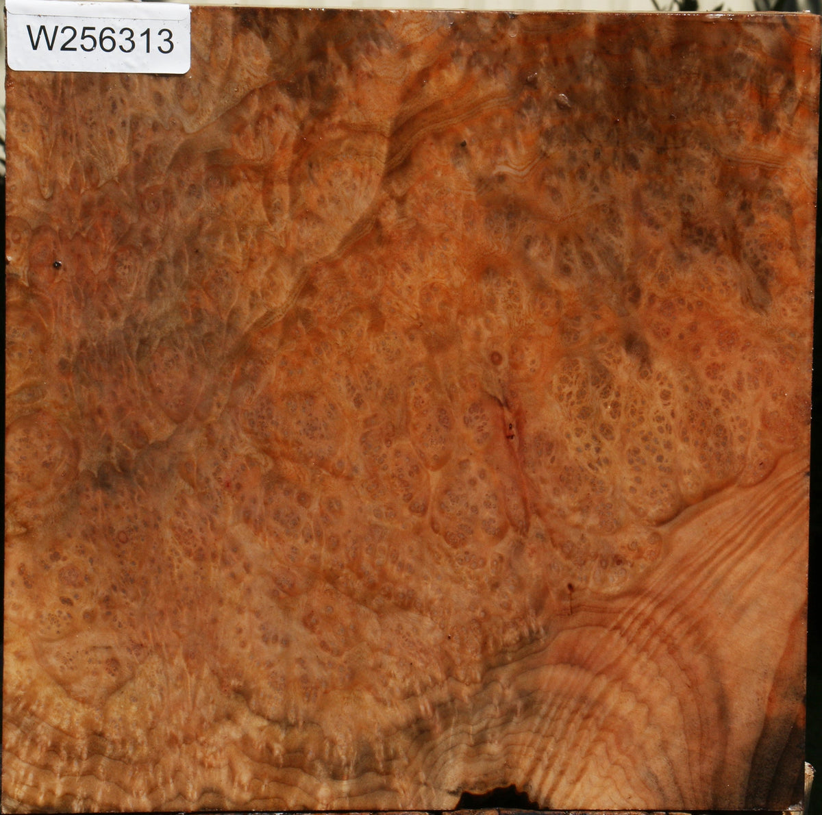 Madrone Burl Bowl Blank