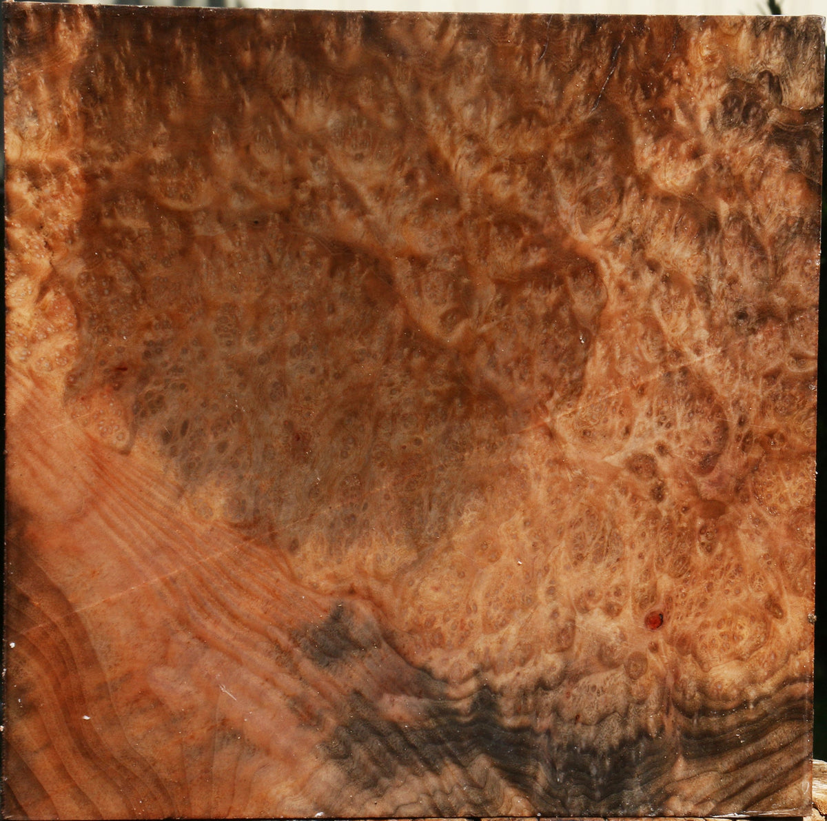 Madrone Burl Bowl Blank