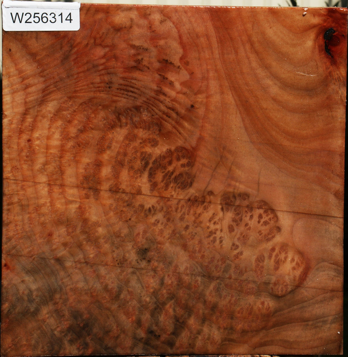 Madrone Burl Bowl Blank
