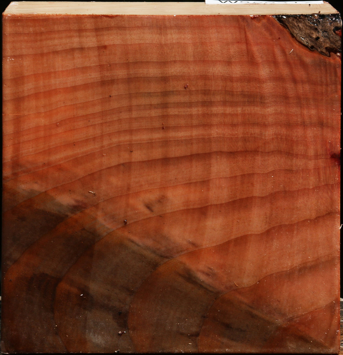 Madrone Bowl Blank