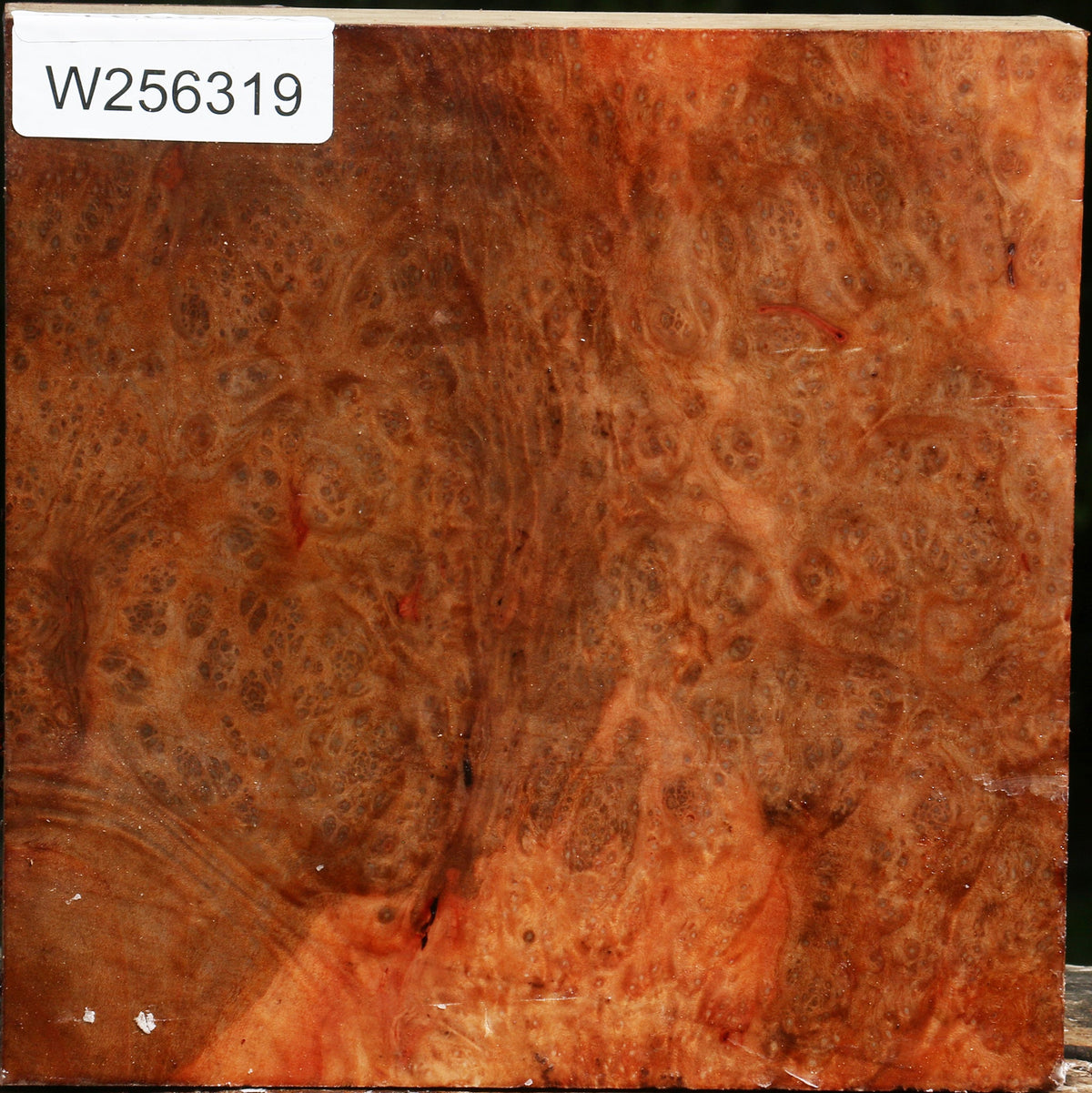 Madrone Burl Bowl Blank