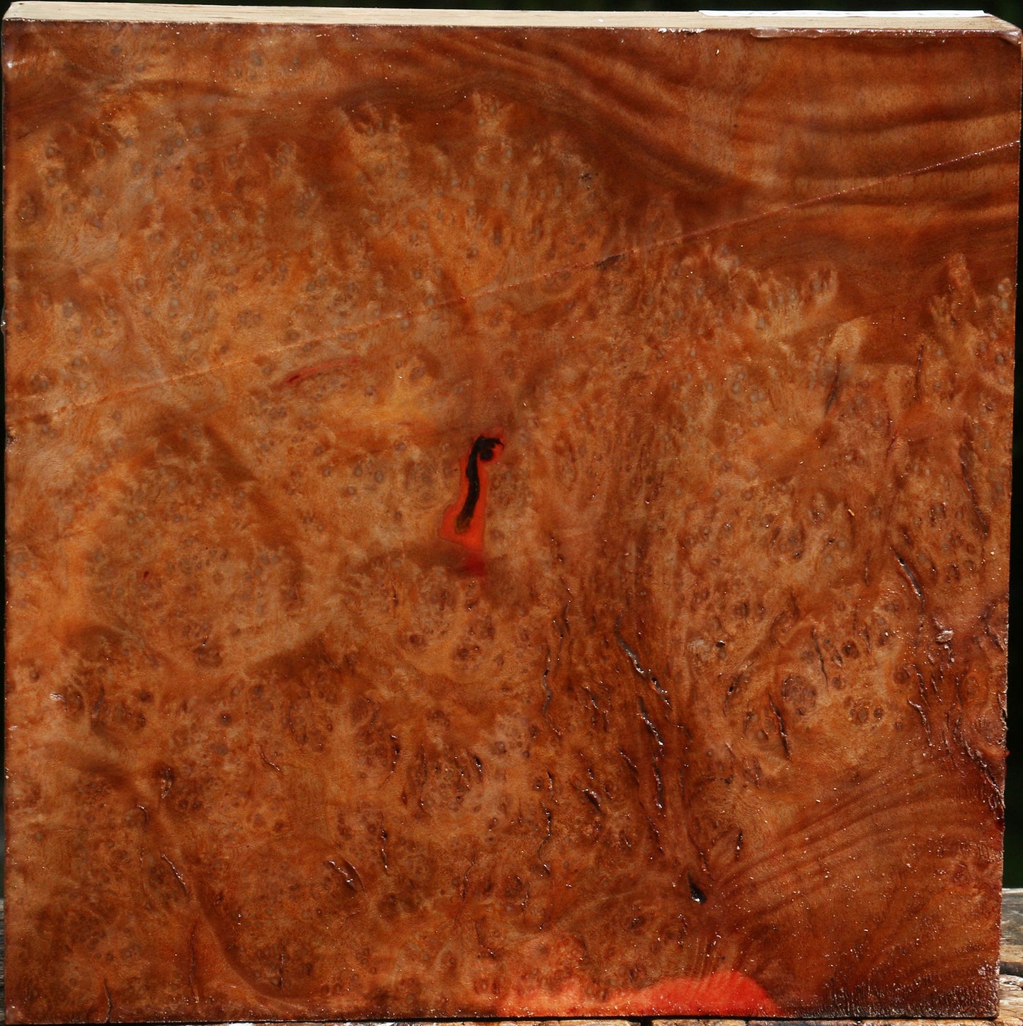 Madrone Burl Bowl Blank