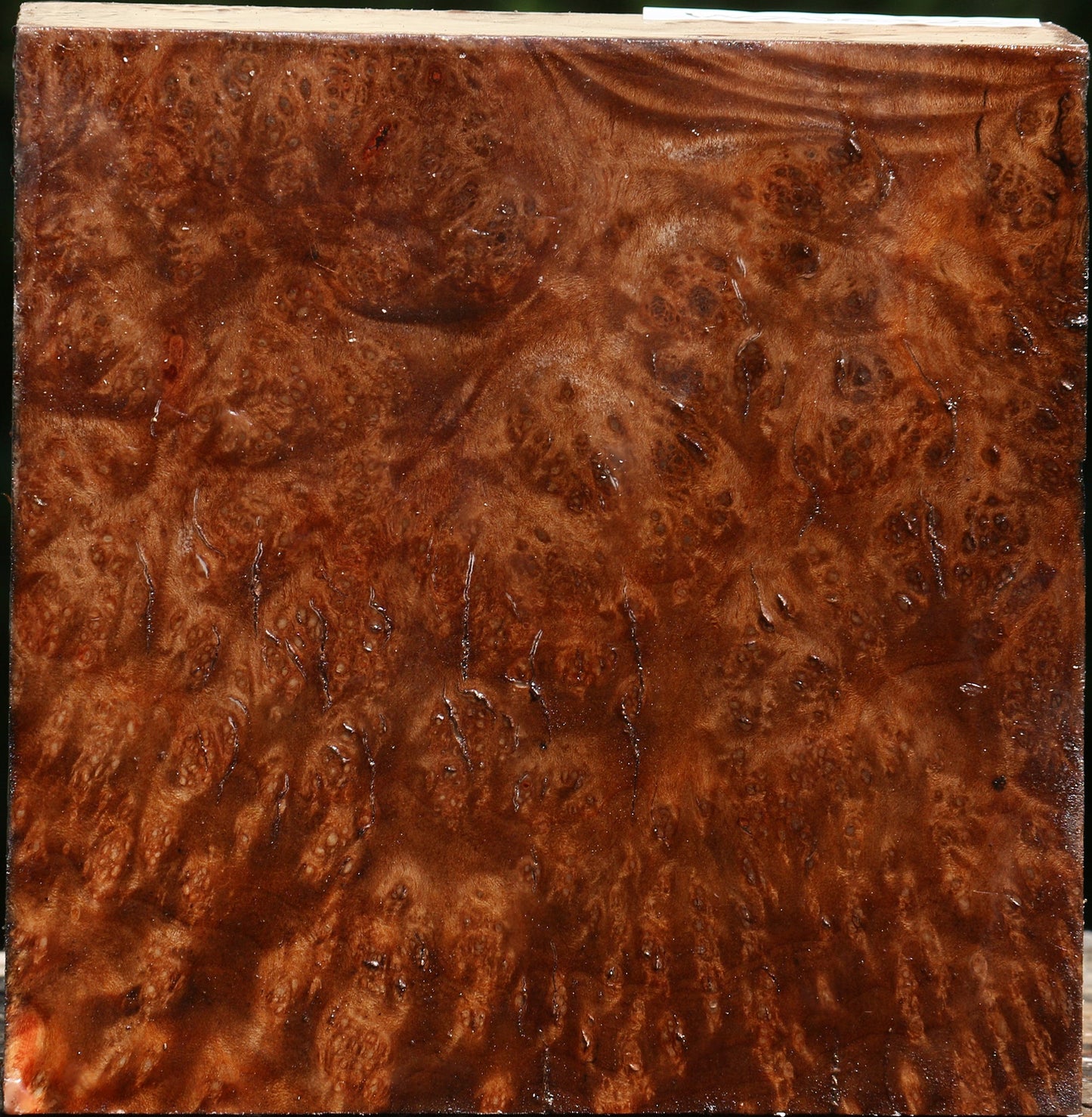 Madrone Burl Bowl Blank