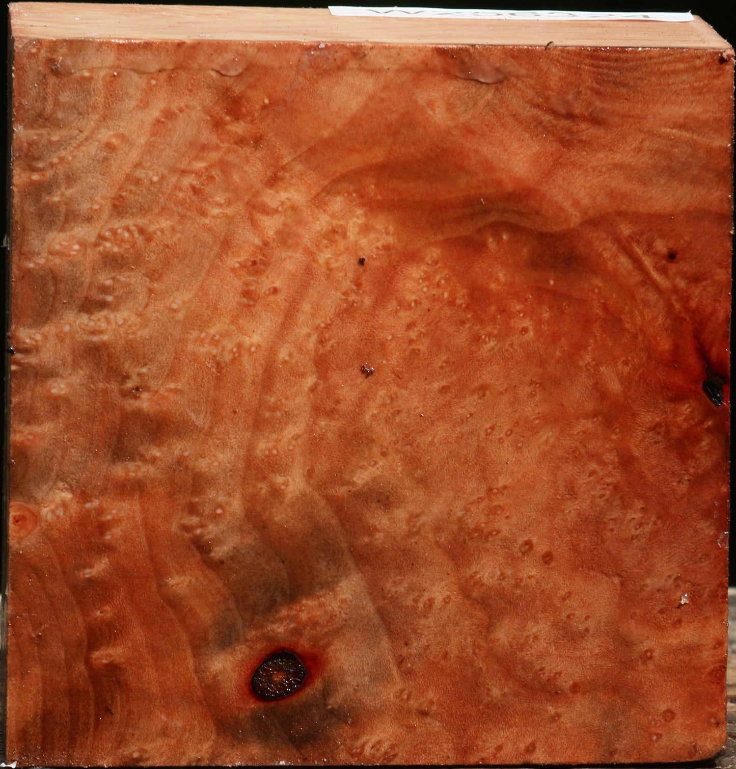 Madrone Burl Bowl Blank