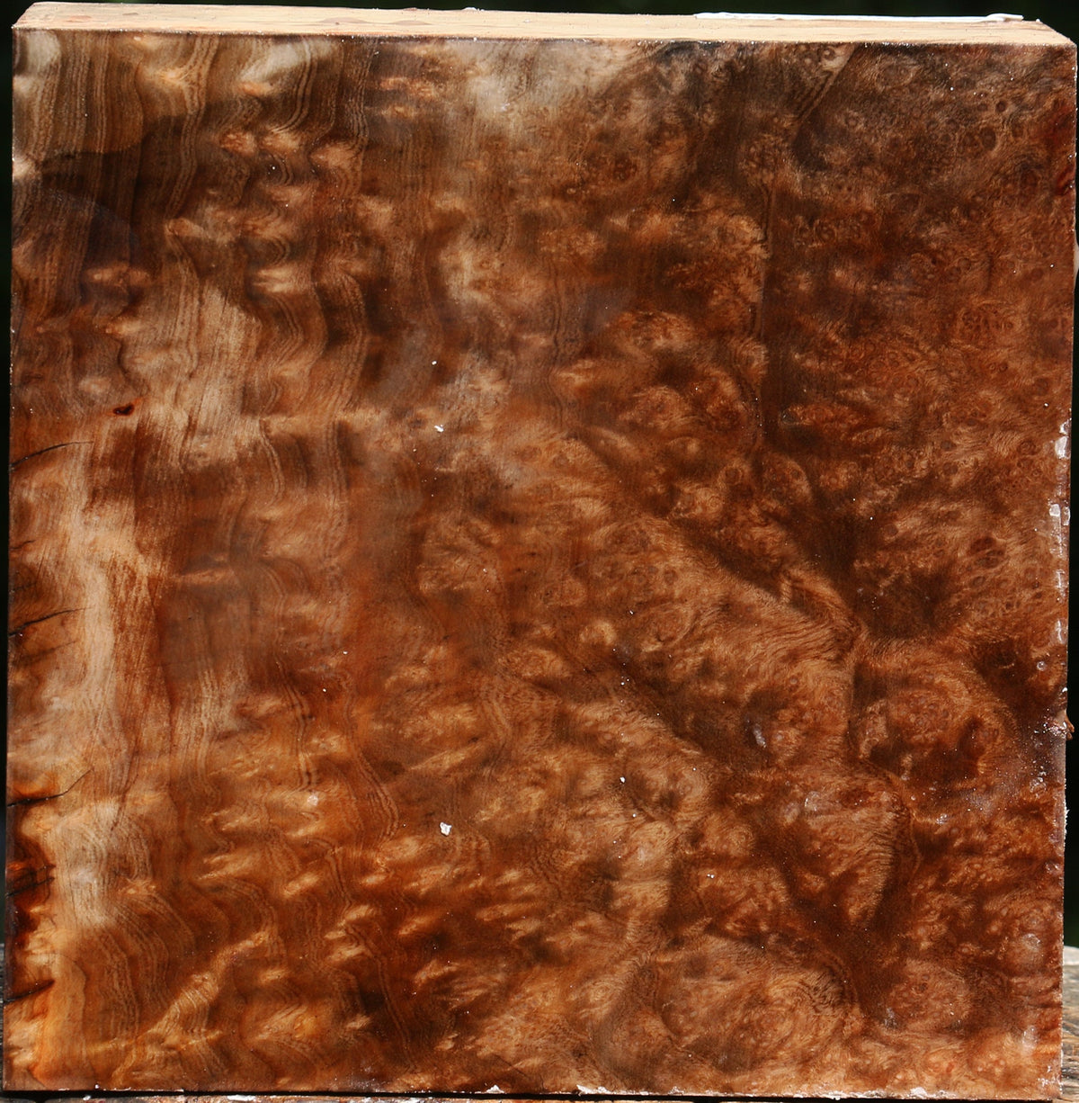 Madrone Burl Bowl Blank