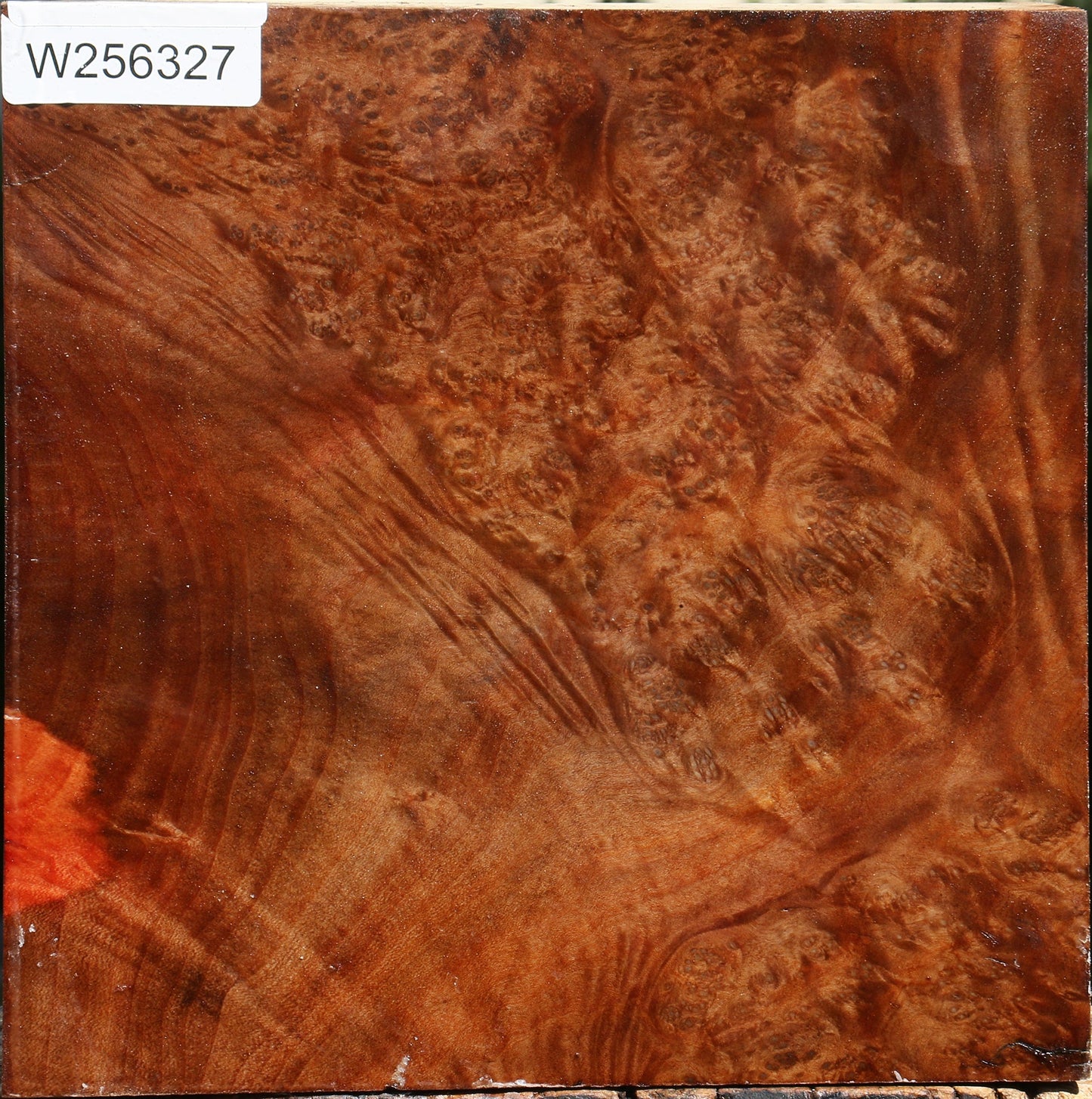 Madrone Burl Bowl Blank