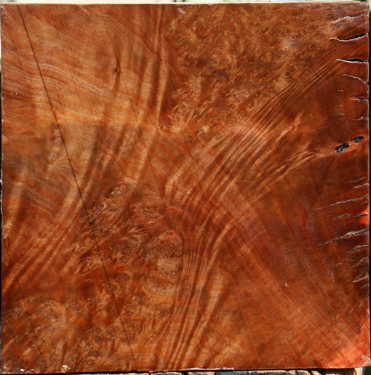 Madrone Burl Bowl Blank