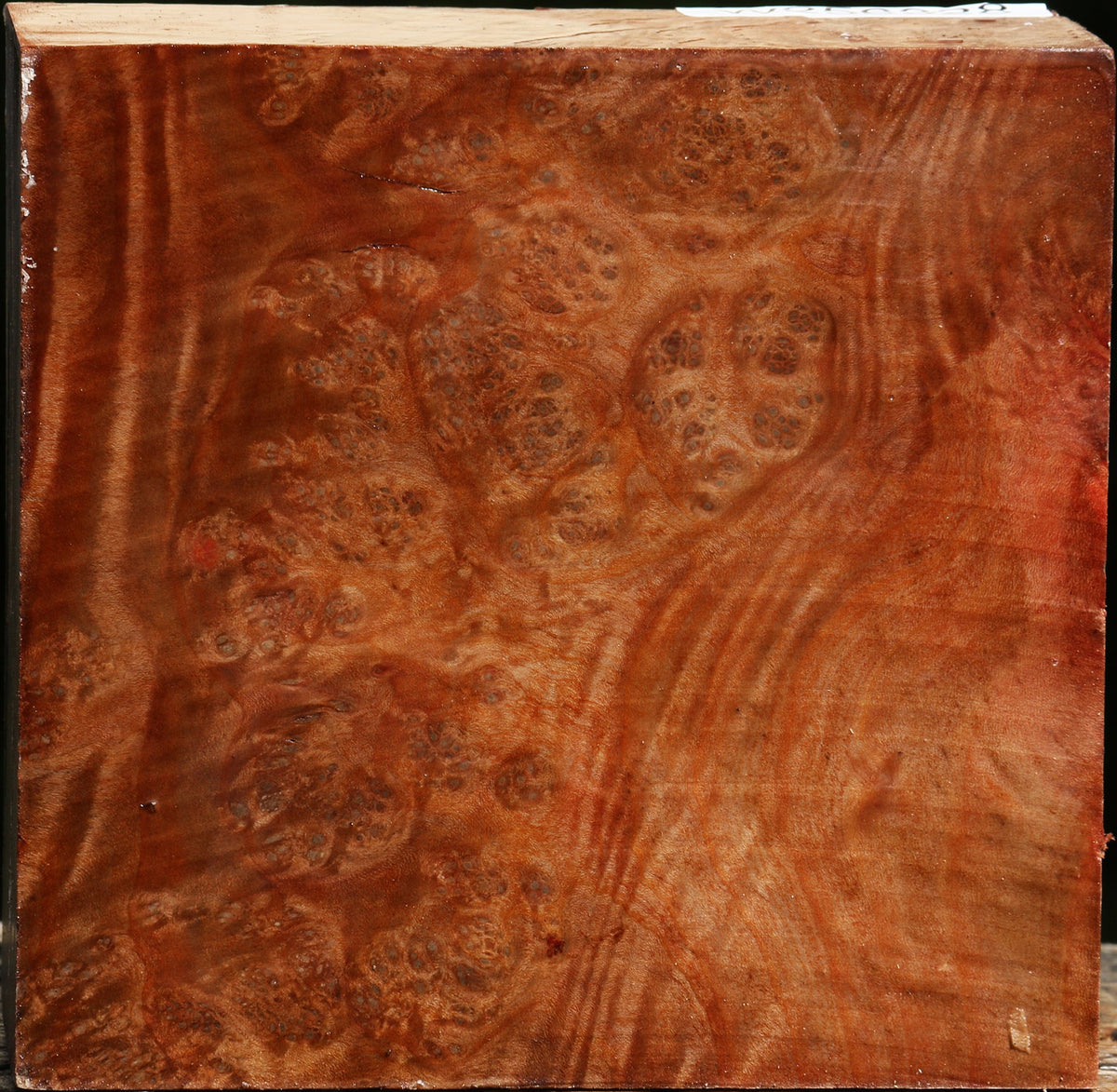 Madrone Burl Turning Blank