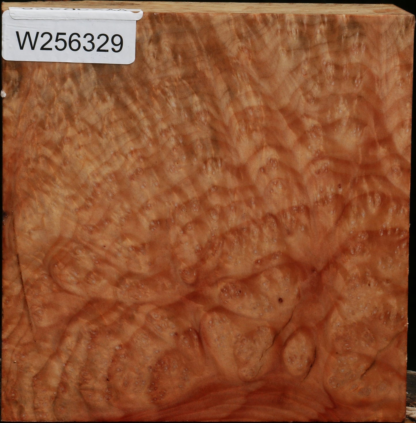 Madrone Burl Bowl Blank