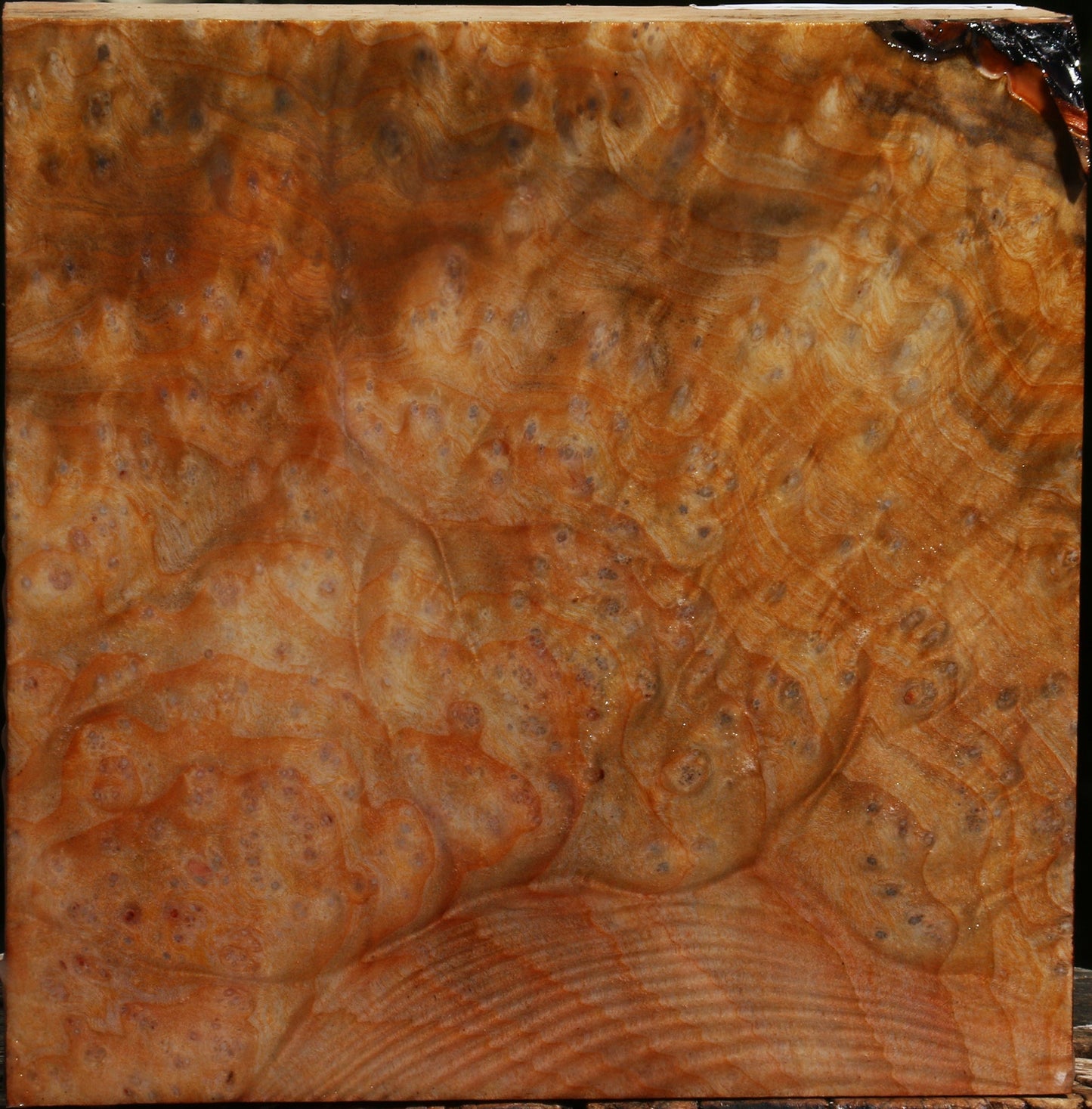Madrone Burl Bowl Blank