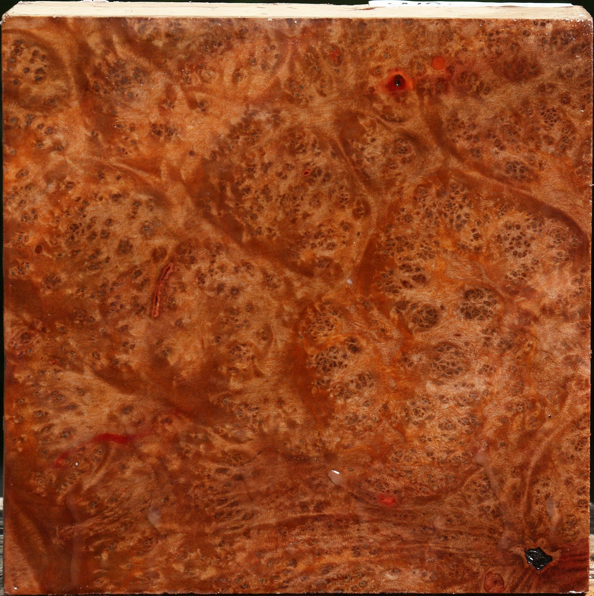 Madrone Burl Bowl Blank