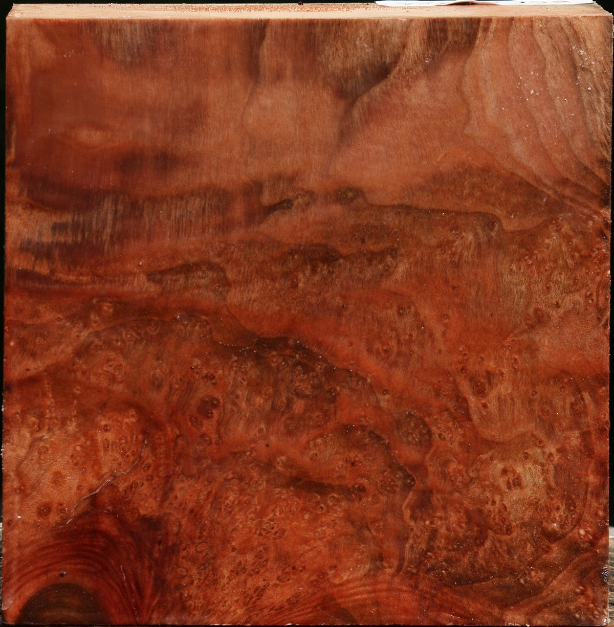 Madrone Burl Bowl Blank
