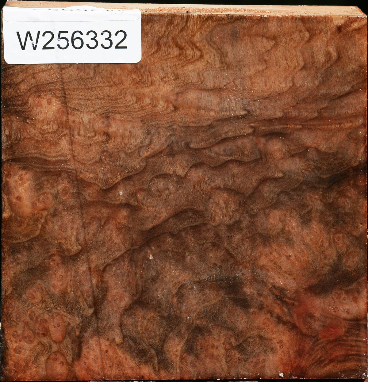Madrone Burl Bowl Blank