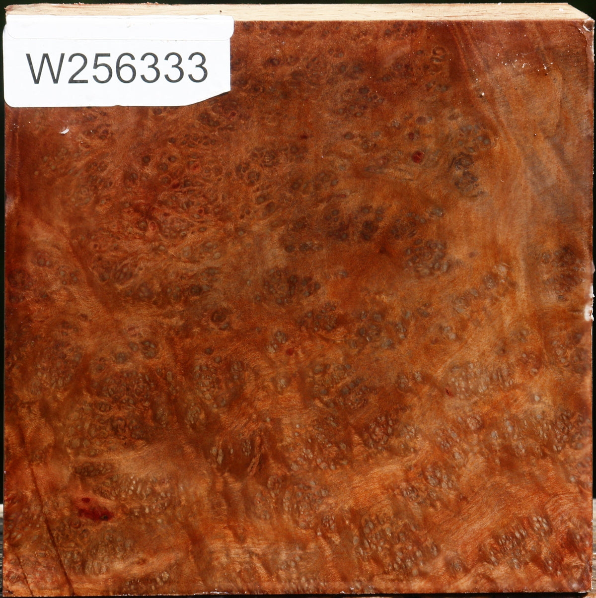 Madrone Burl Bowl Blank