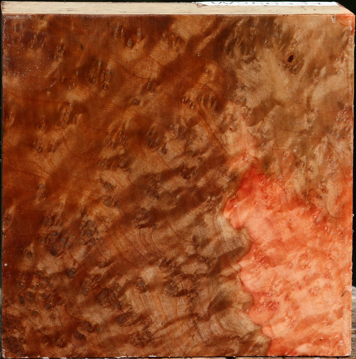 Madrone Burl Bowl Blank