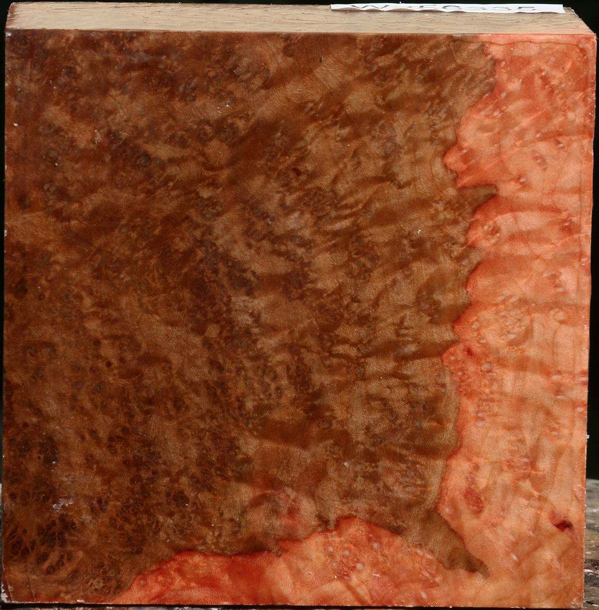 Madrone Burl Bowl Blank