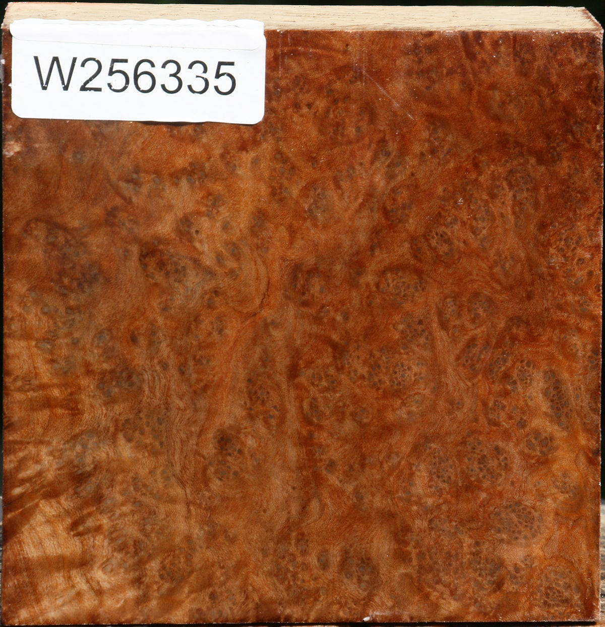 Madrone Burl Bowl Blank