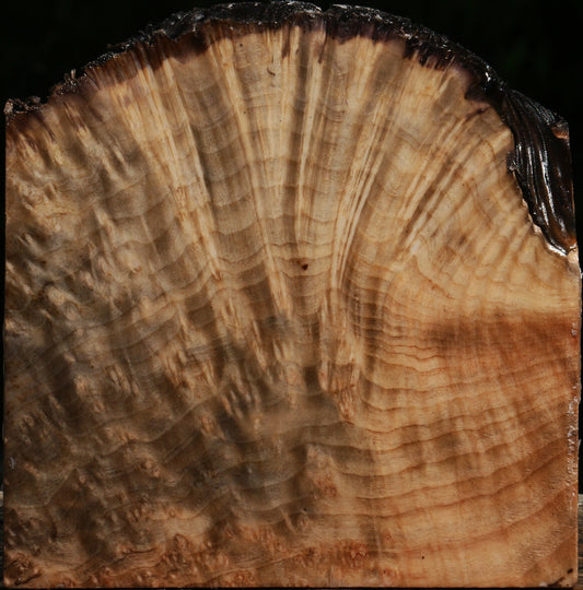 Madrone Burl Live Edge Bowl Blank