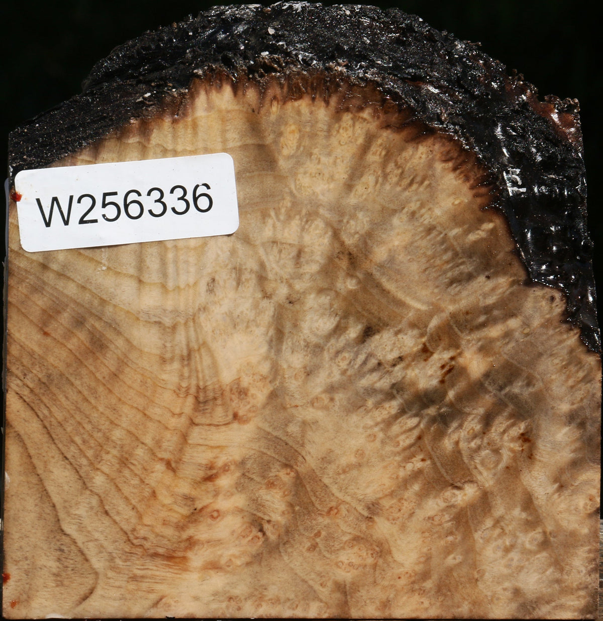 Madrone Burl Live Edge Bowl Blank