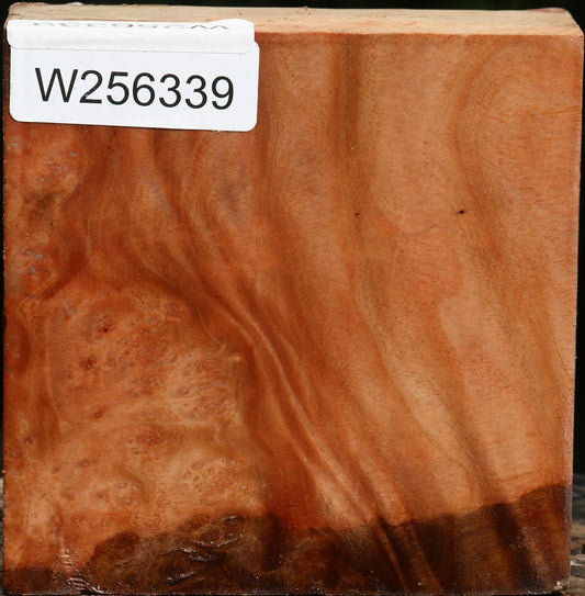 Extra Fancy Madrone Bowl Blank