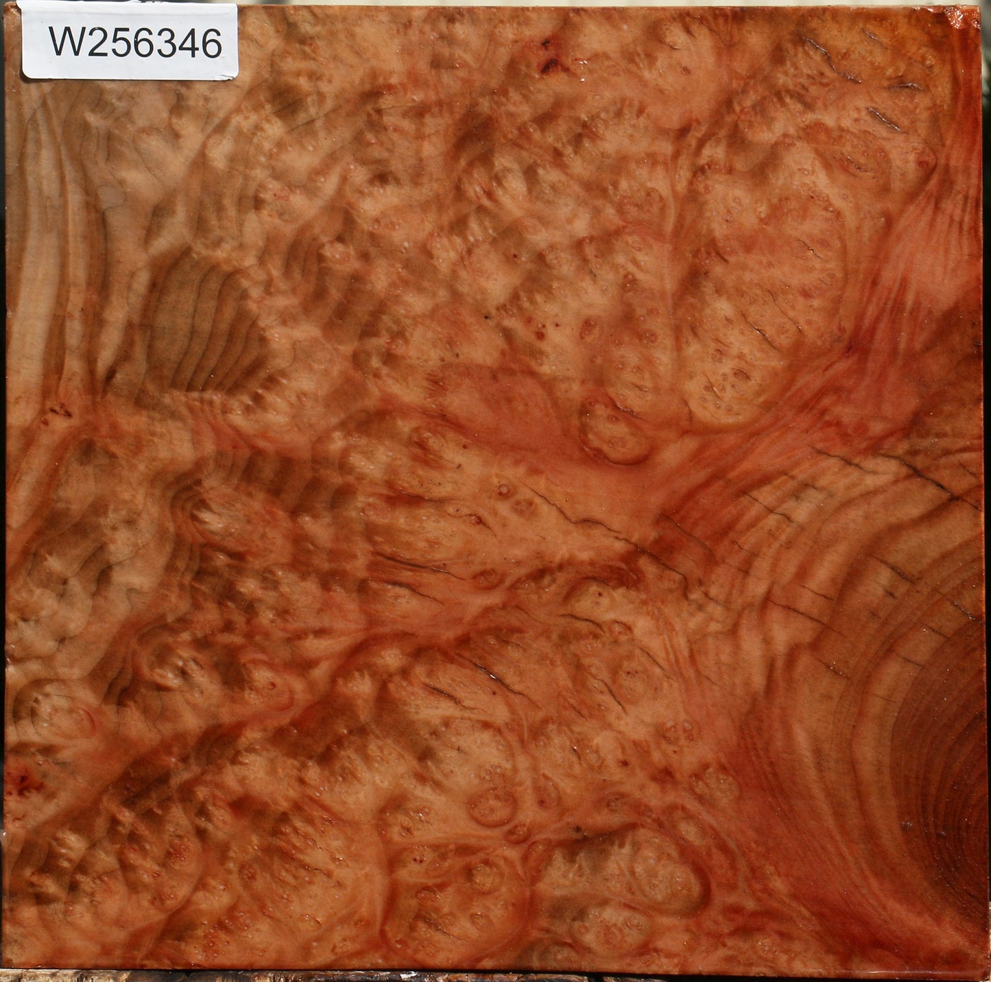 Madrone Burl Bowl Blank