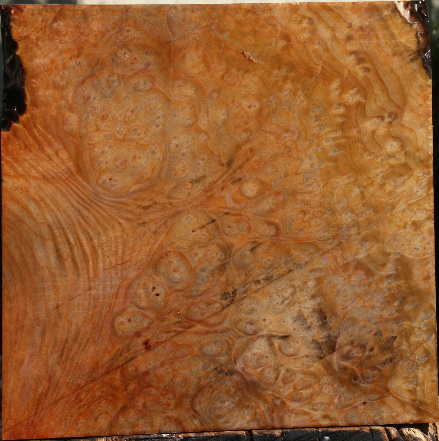 Madrone Burl Bowl Blank