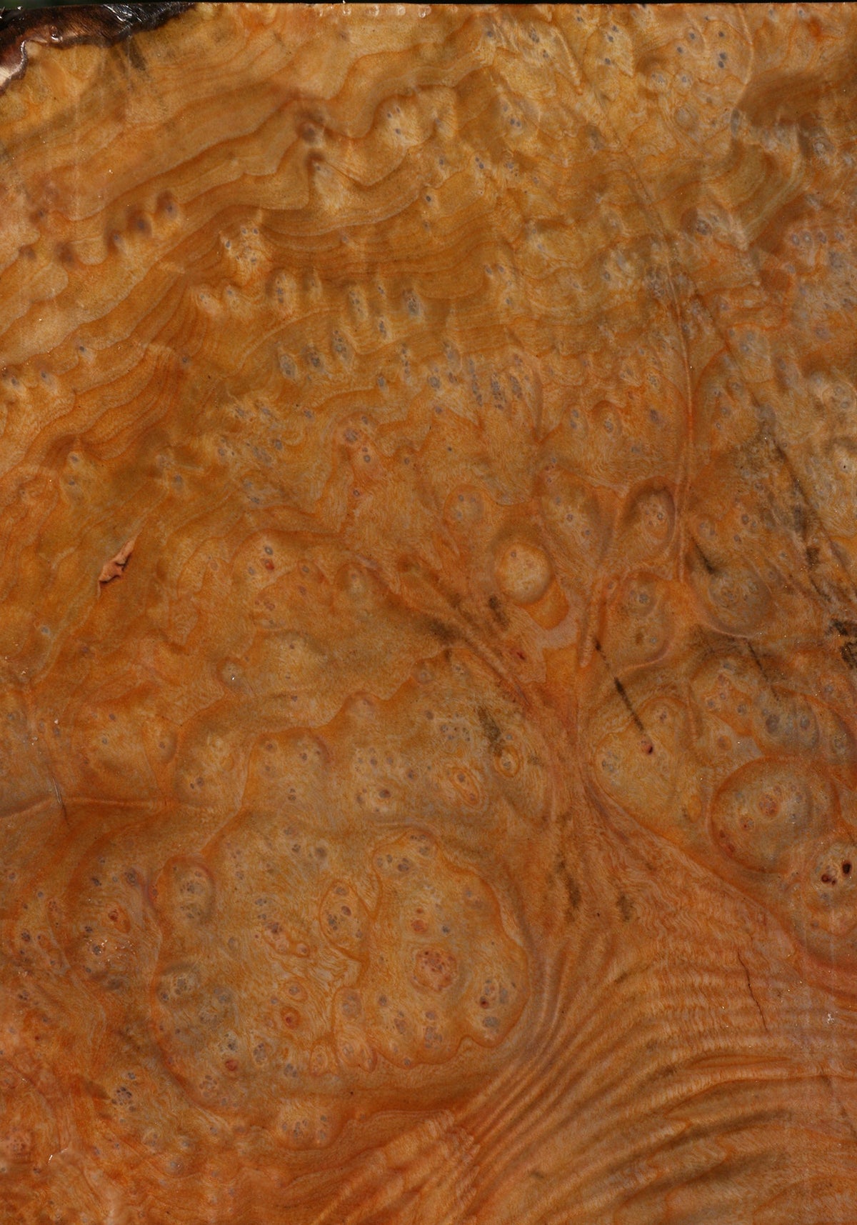 Madrone Burl Bowl Blank
