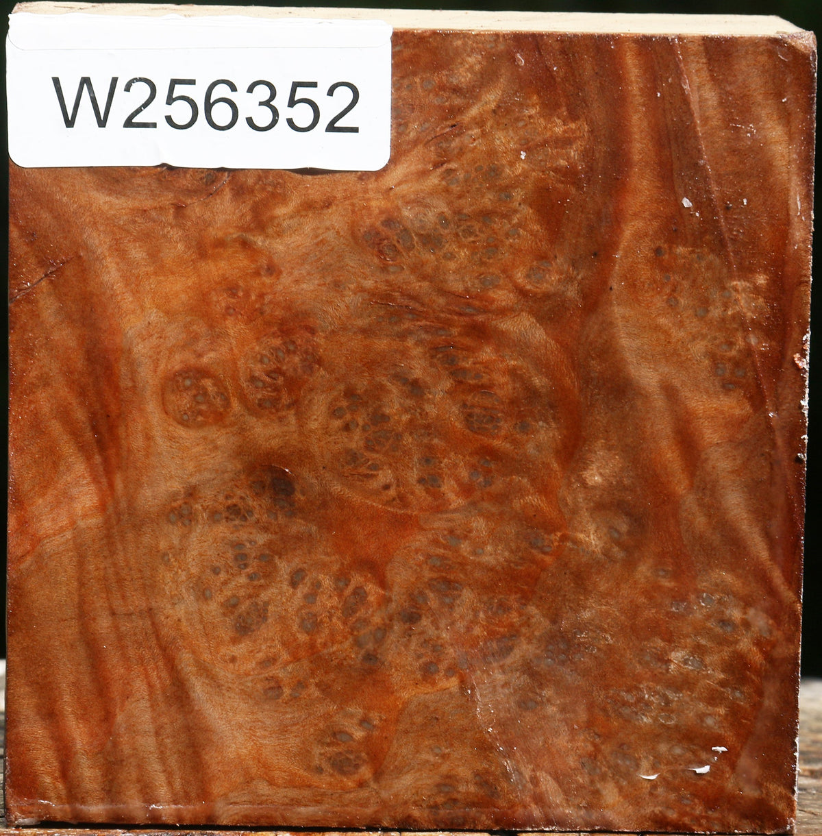 Madrone Burl Bowl Blank