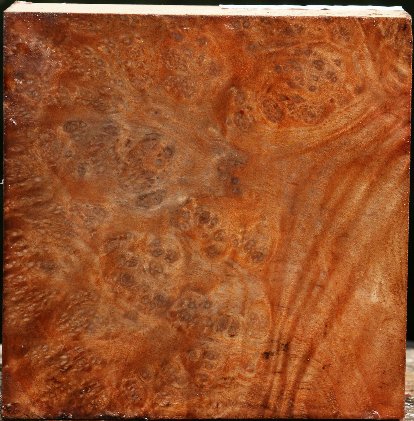 Madrone Burl Bowl Blank