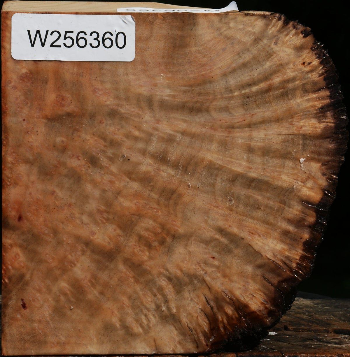 Madrone Burl Live Edge Bowl Blank