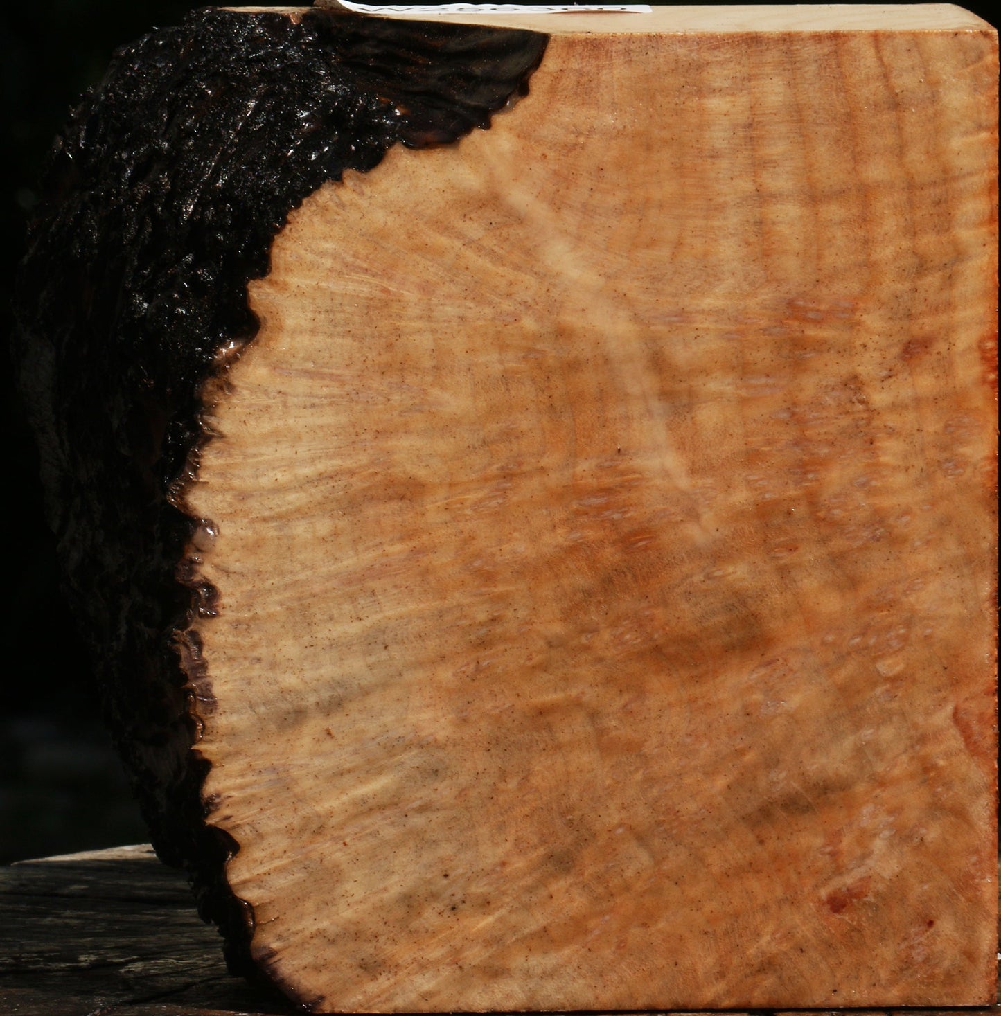 Madrone Burl Live Edge Bowl Blank