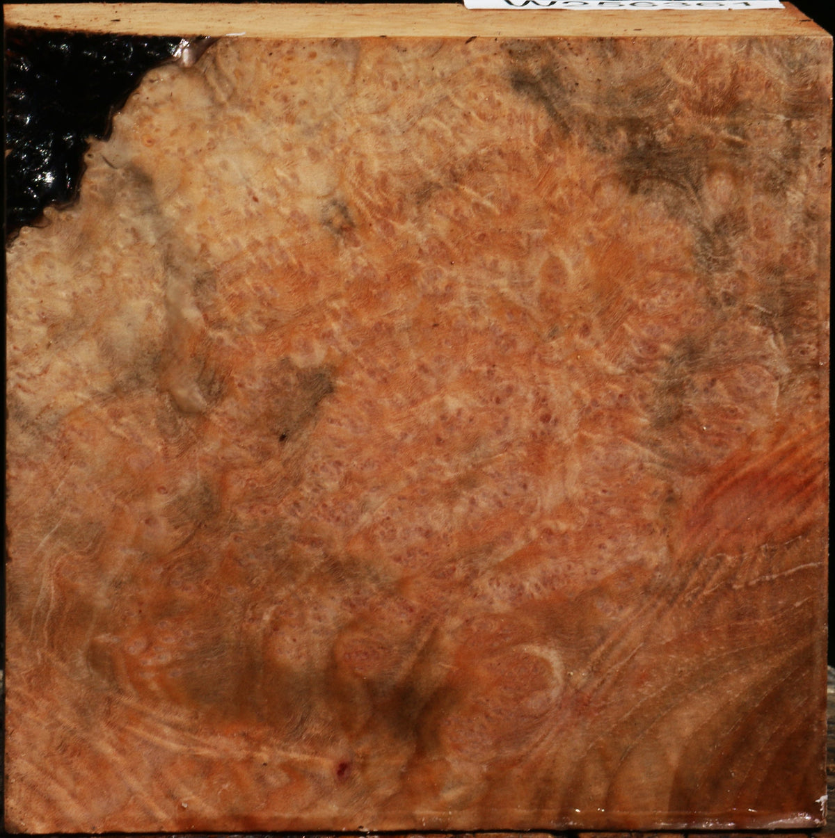 Madrone Burl Bowl Blank
