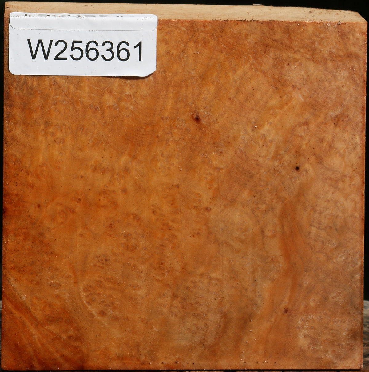 Madrone Burl Bowl Blank