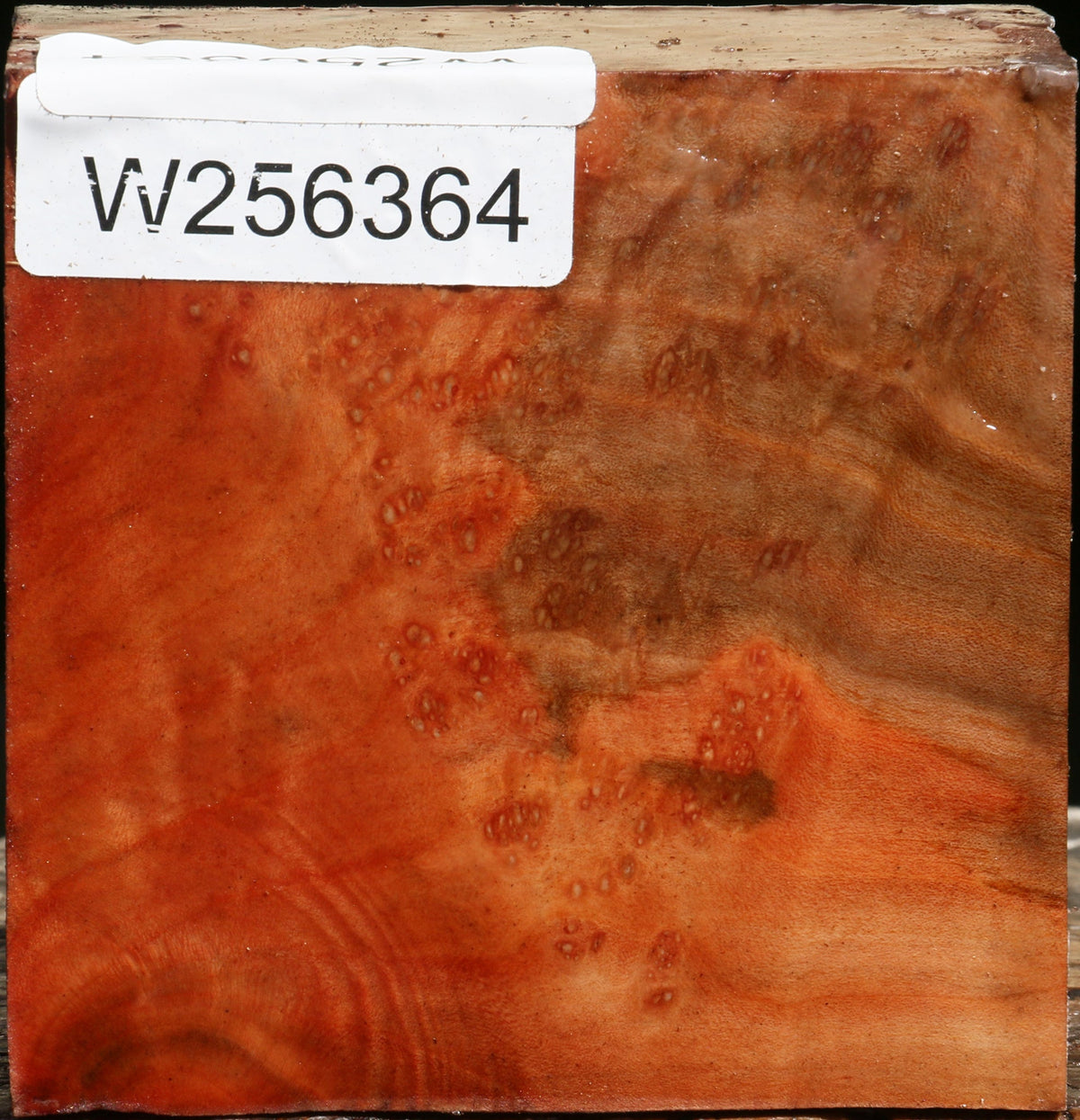 Madrone Burl Bowl Blank