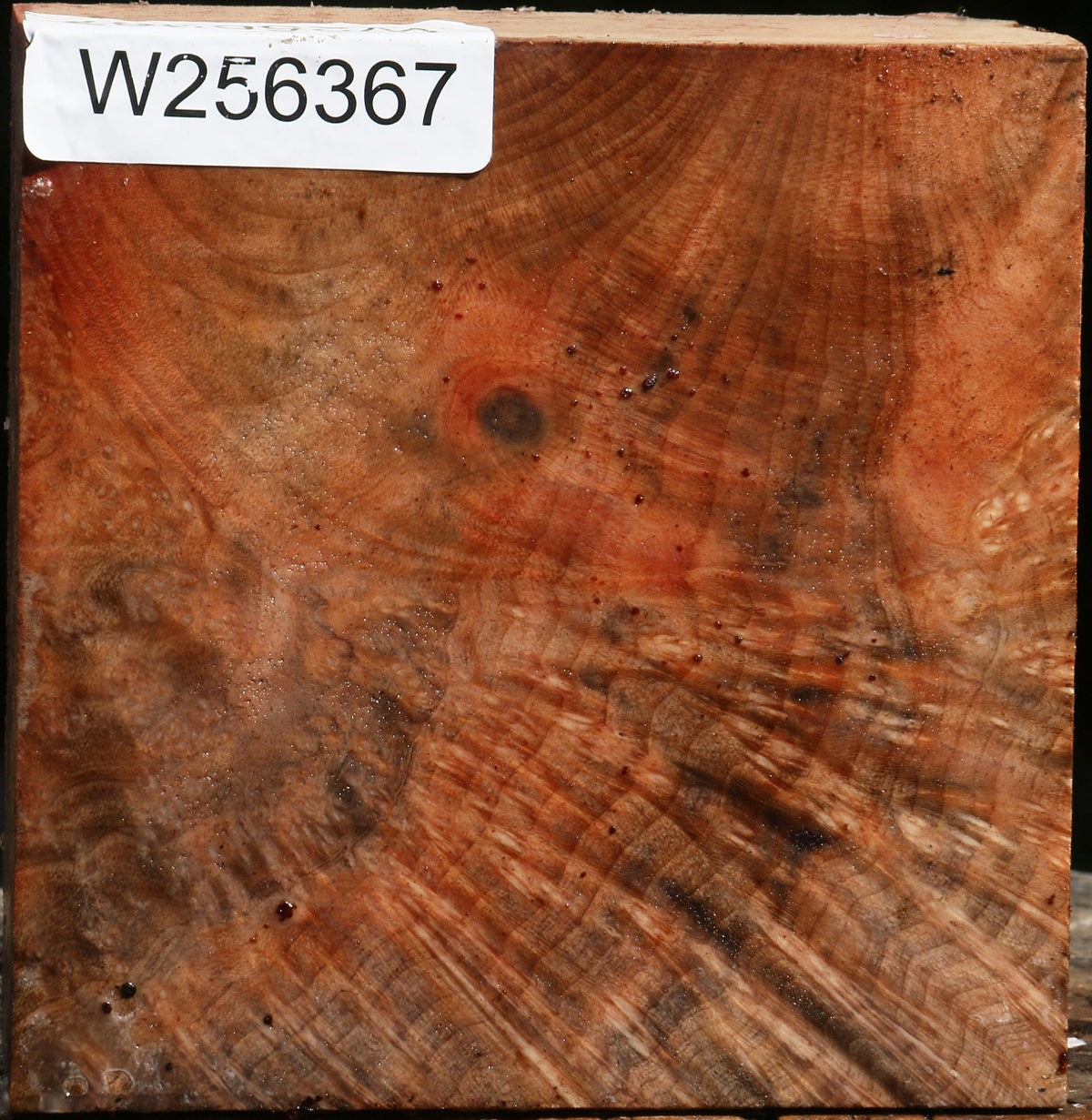 Madrone Burl Bowl Blank