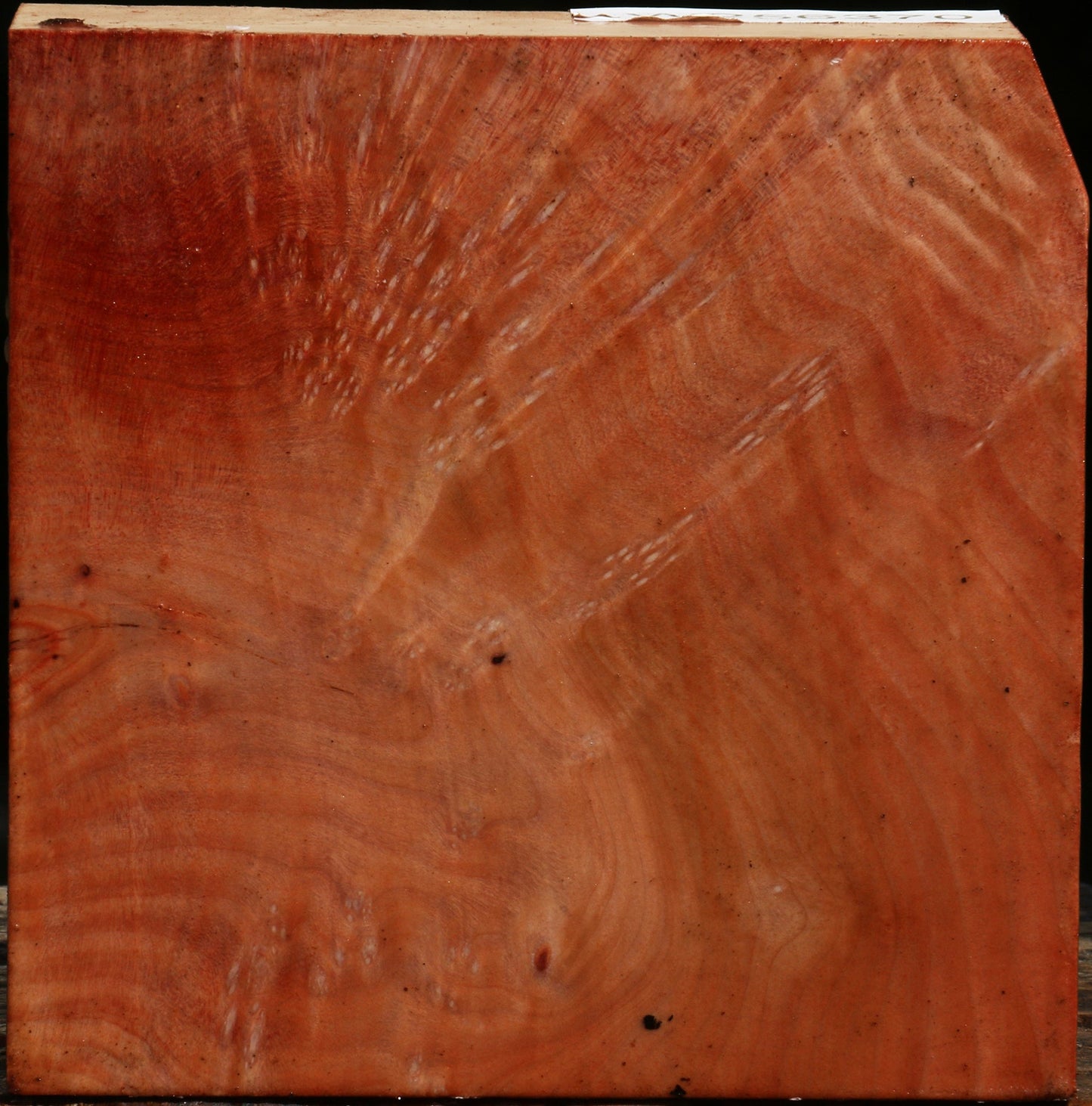 Madrone Burl Bowl Blank