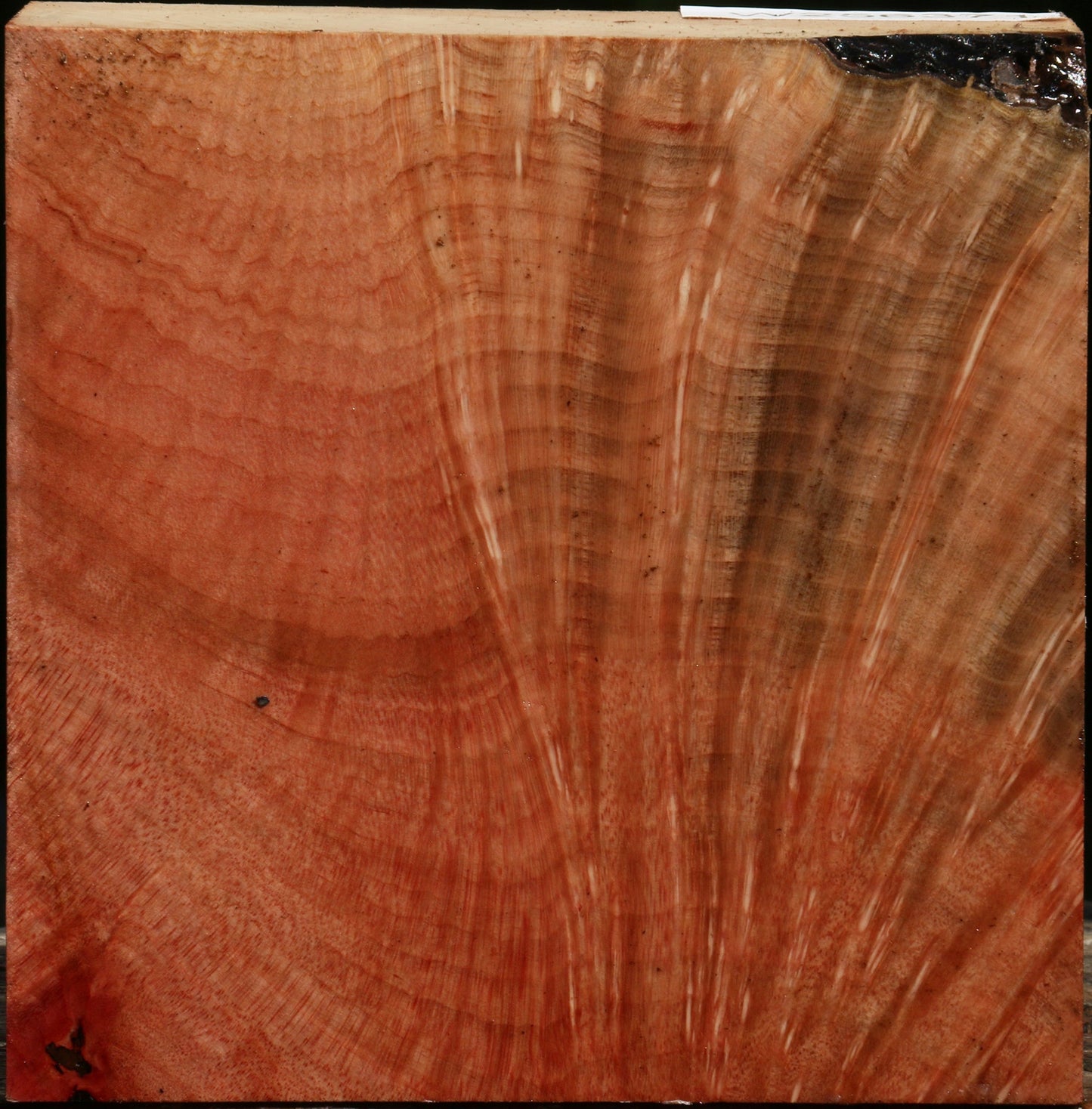 Madrone Burl Bowl Blank