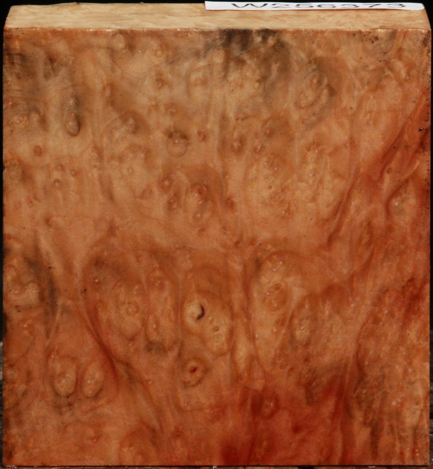 Madrone Burl Bowl Blank