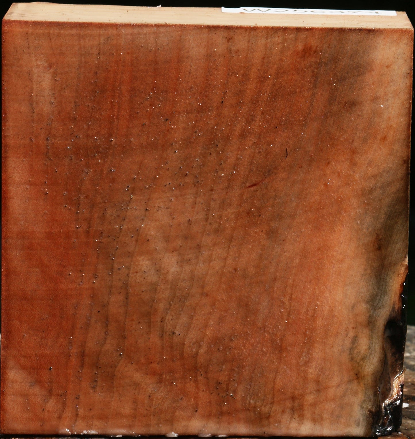 Madrone Bowl Blank
