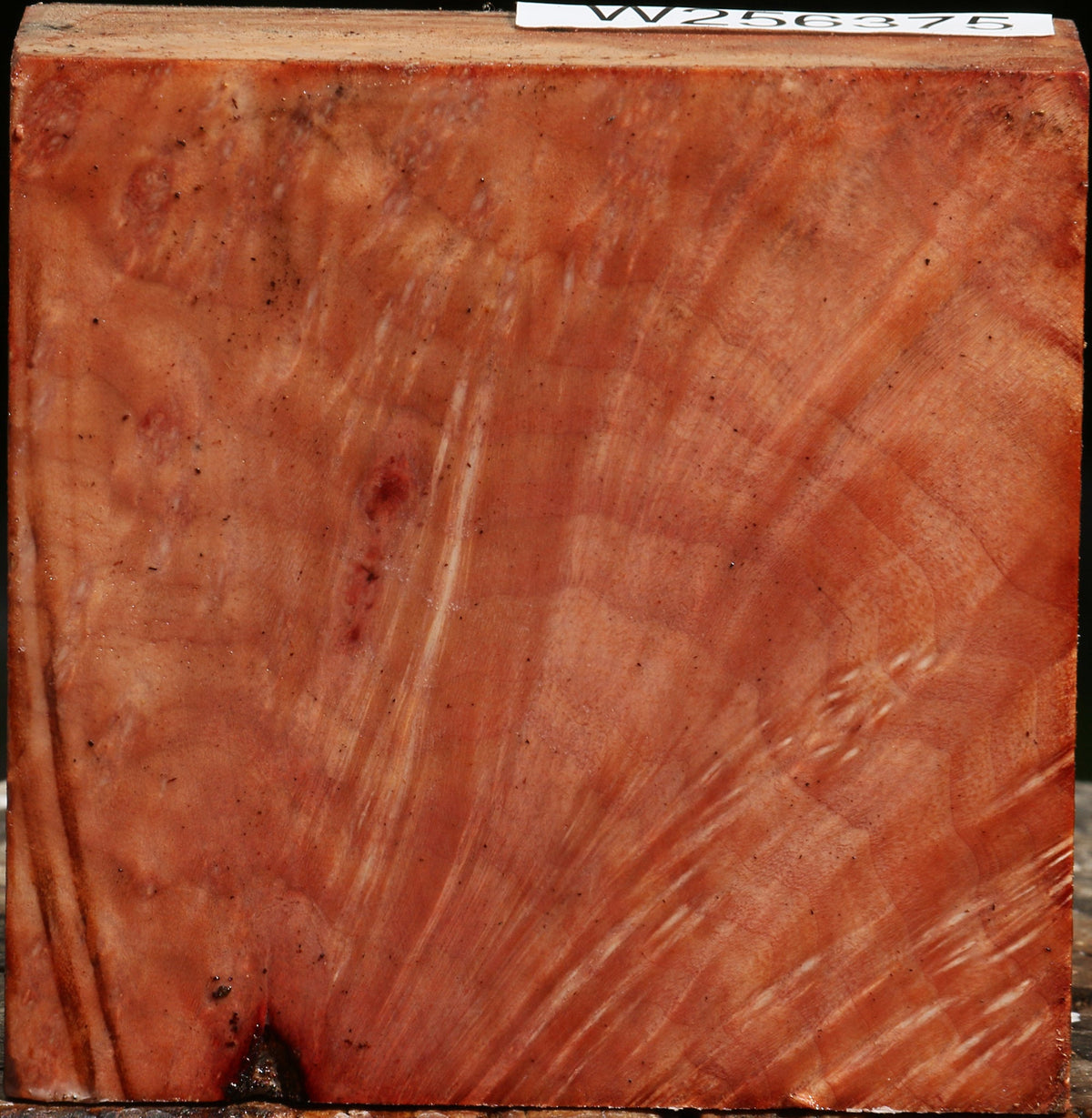 Madrone Burl Bowl Blank
