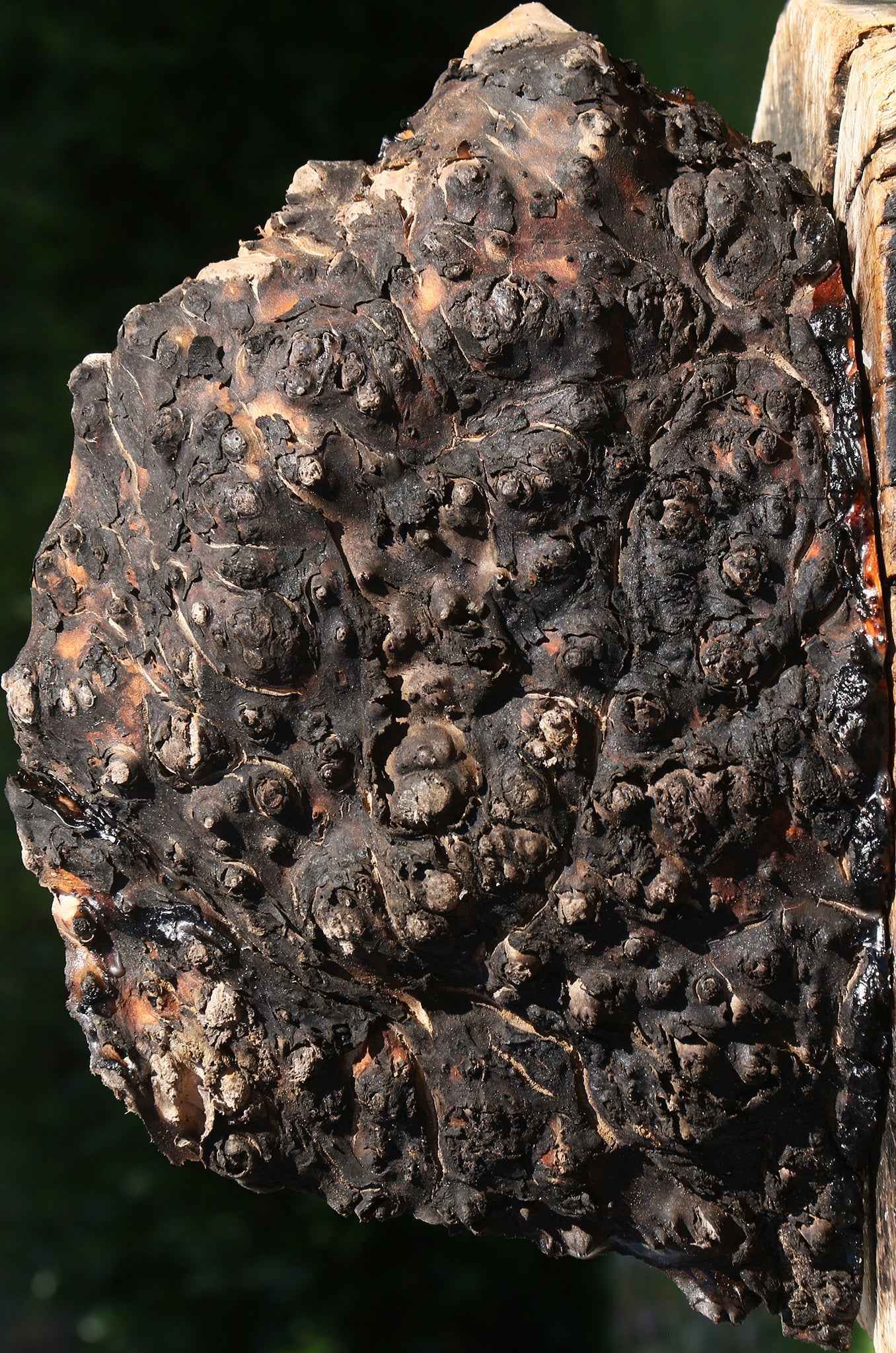 Rustic Madrone Burl Cap