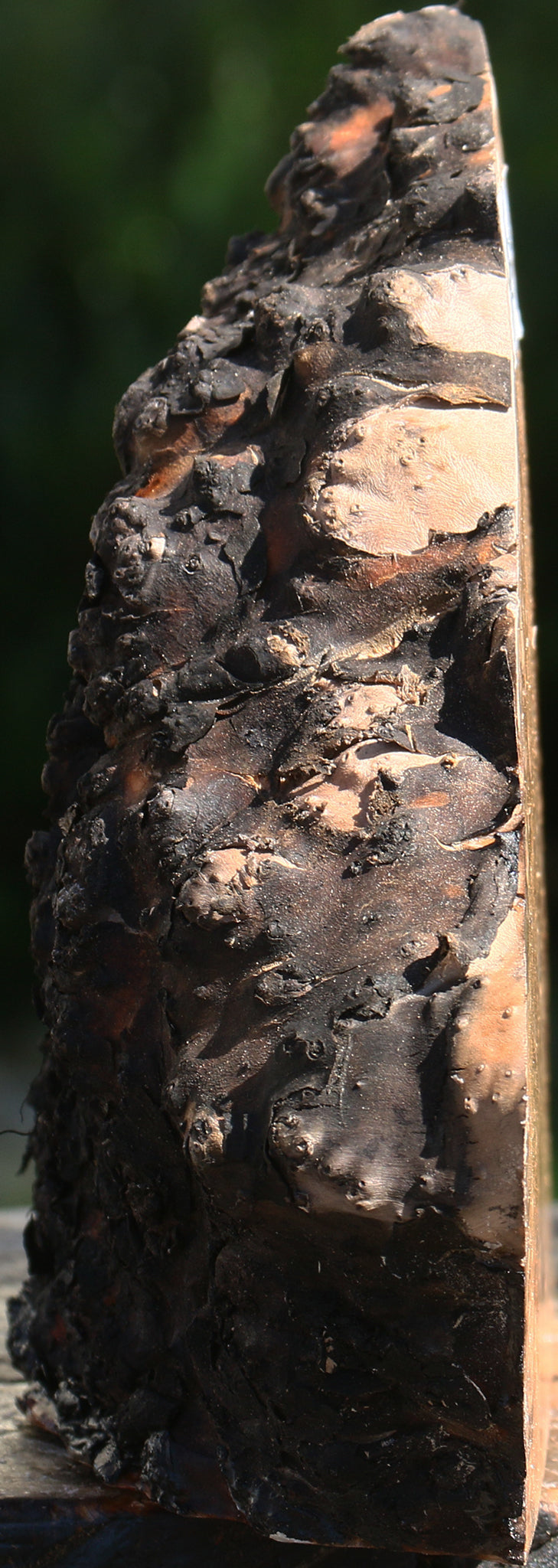 Rustic Madrone Burl Cap