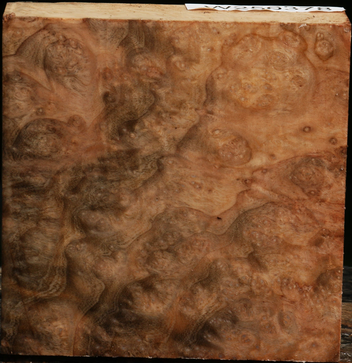 Madrone Burl Bowl Blank