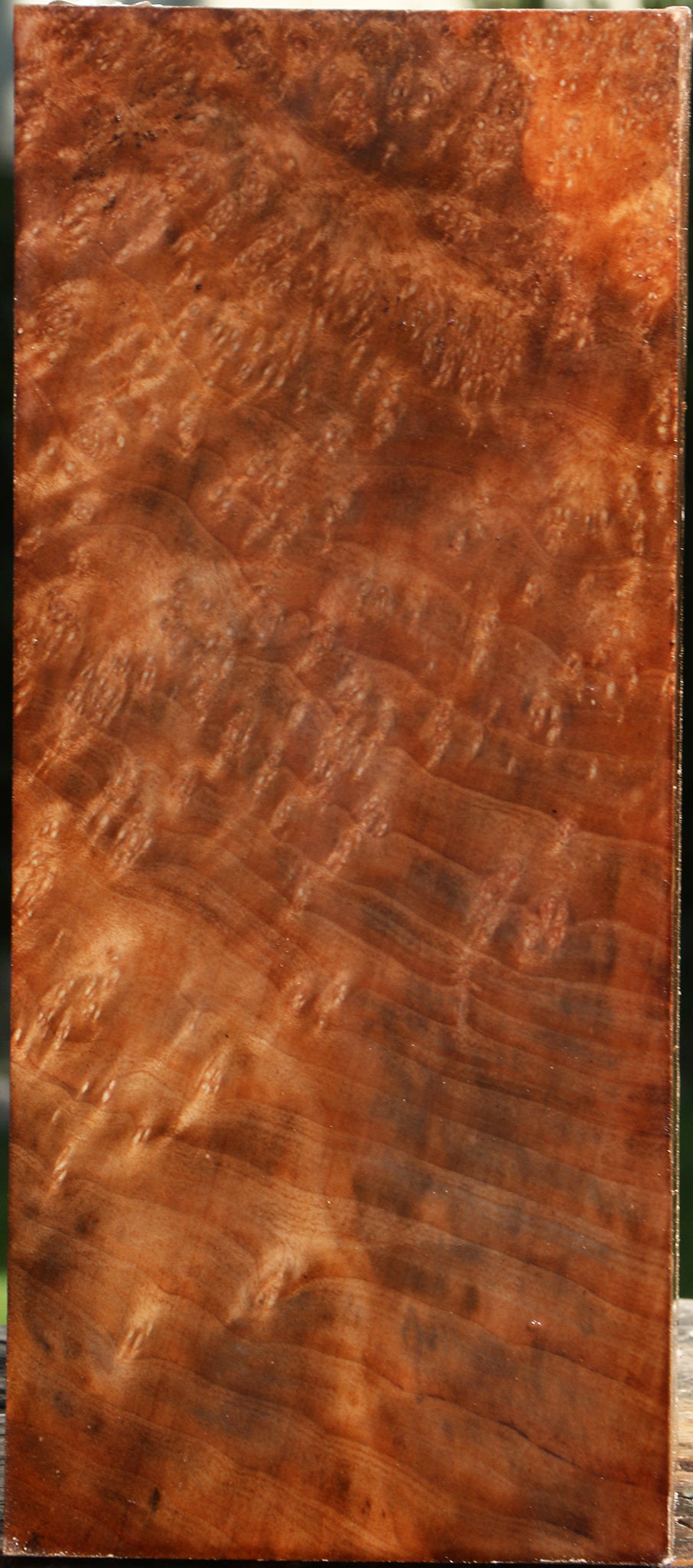 Extra Fancy Madrone Burl Vessel Blank