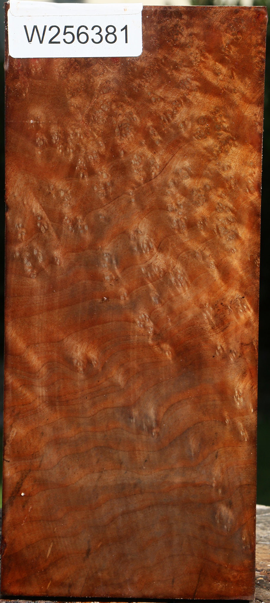 Extra Fancy Madrone Burl Vessel Blank