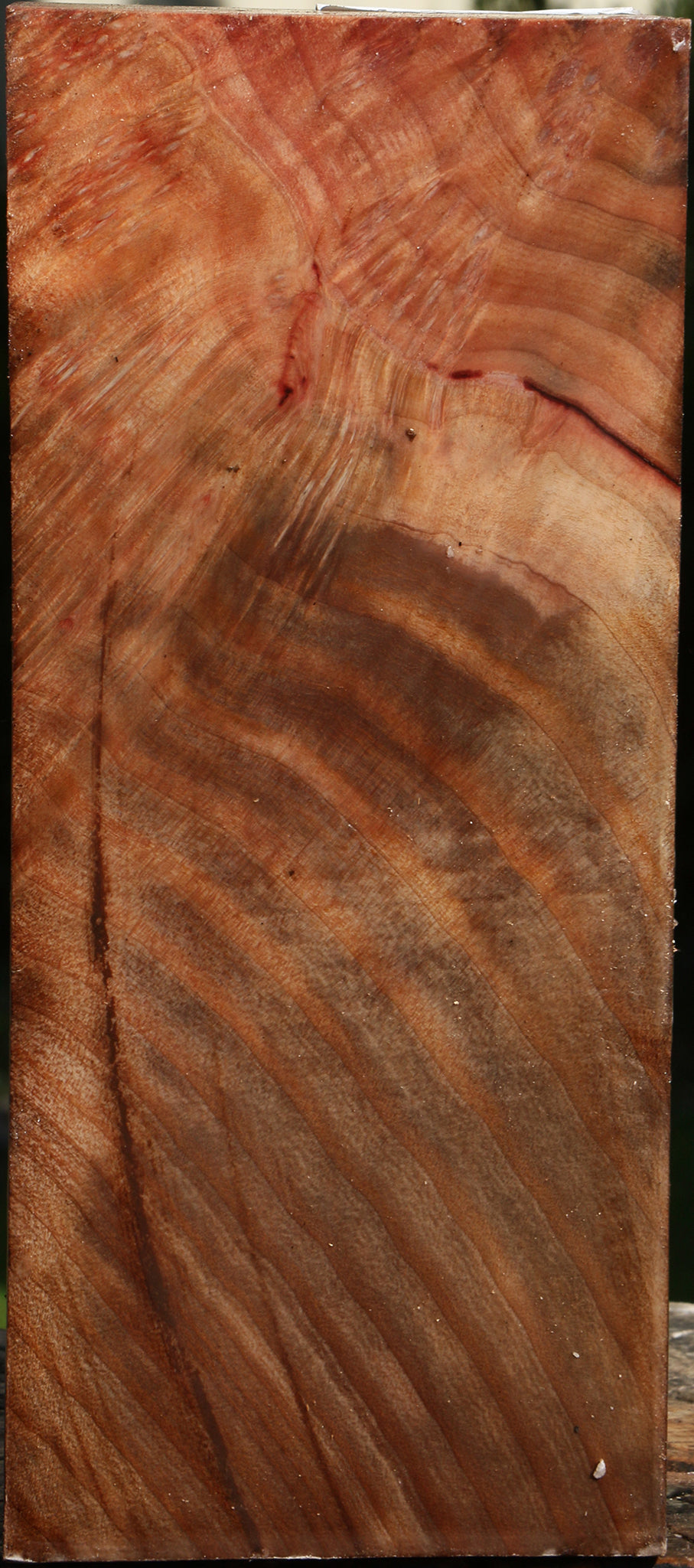 Extra Fancy Madrone Burl Vessel Blank