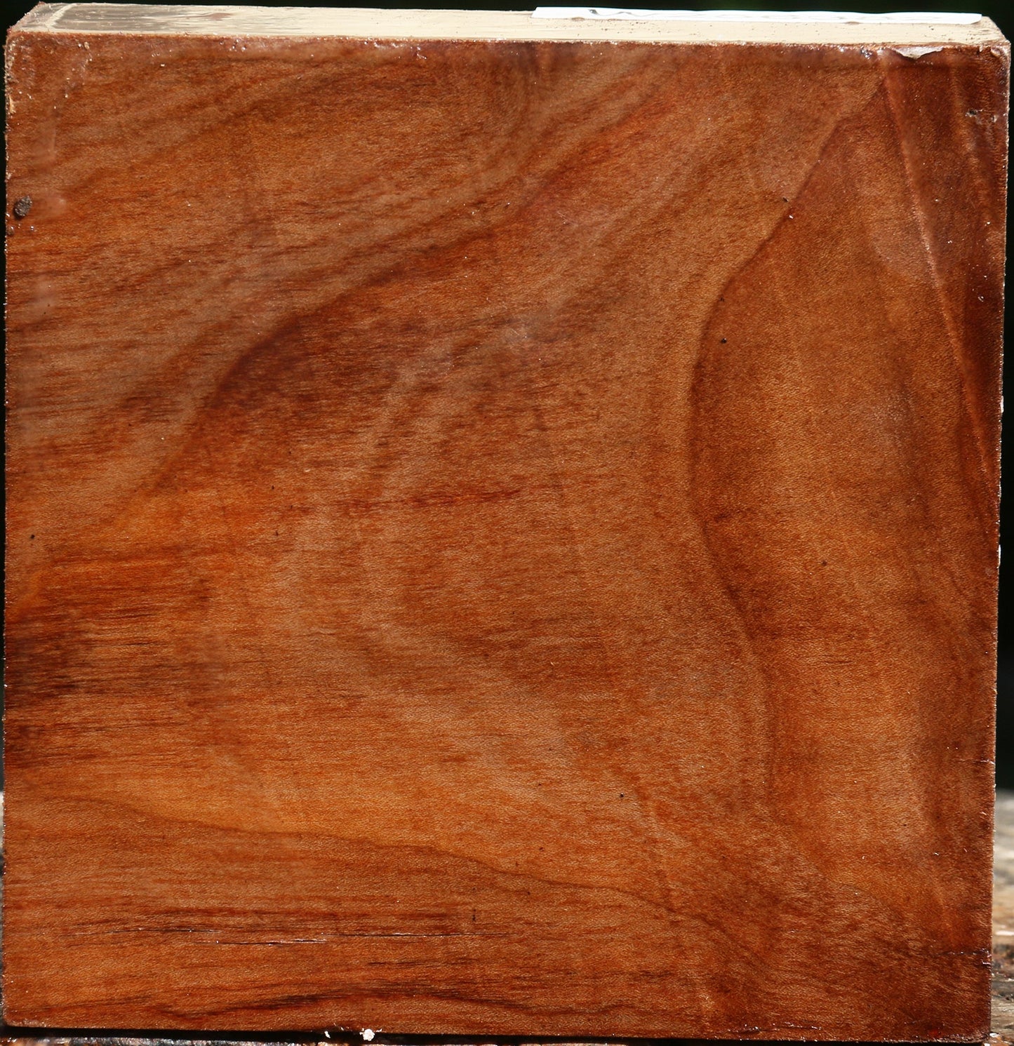 Madrone Bowl Blank
